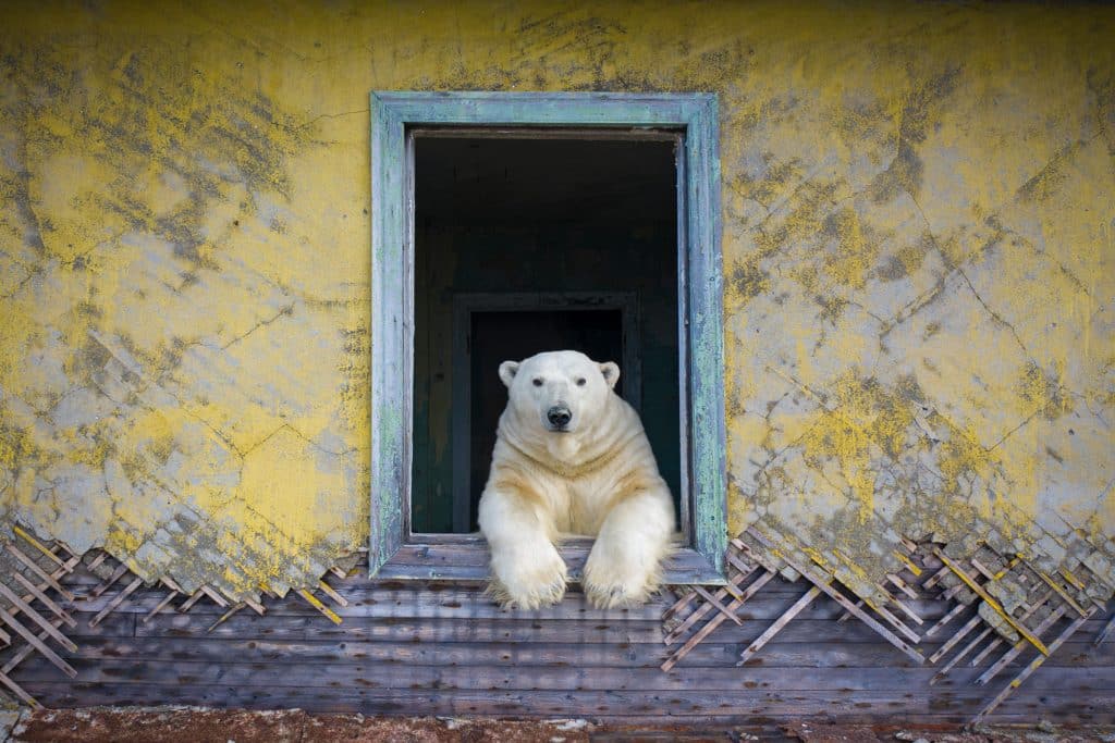 a polar bear looking out of a window