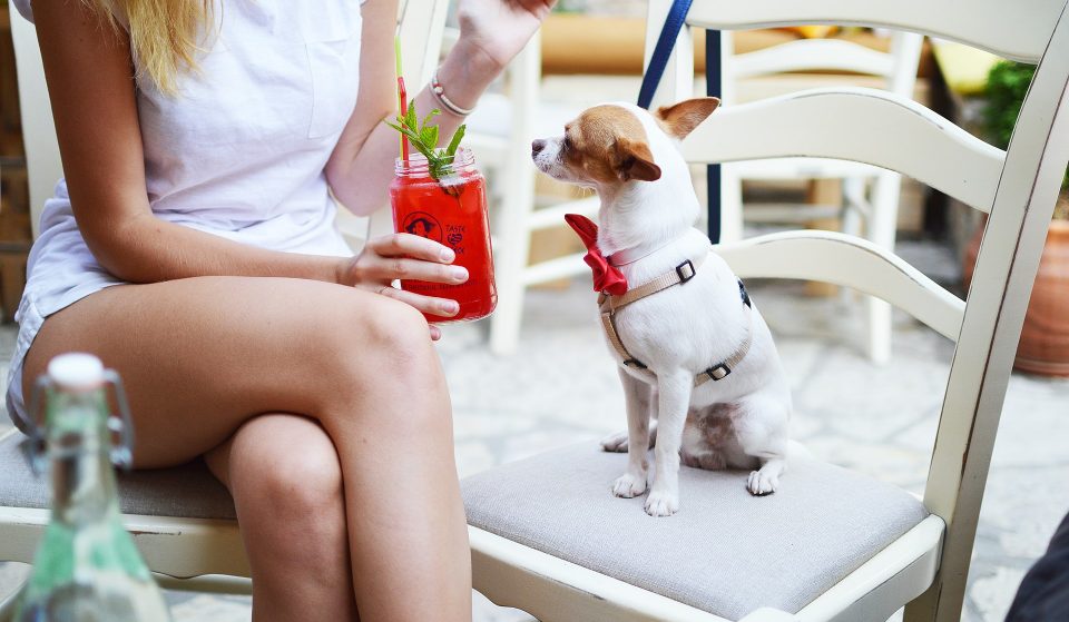 12 Dog-Friendly Bars And Pubs To Visit On Your Next Walk