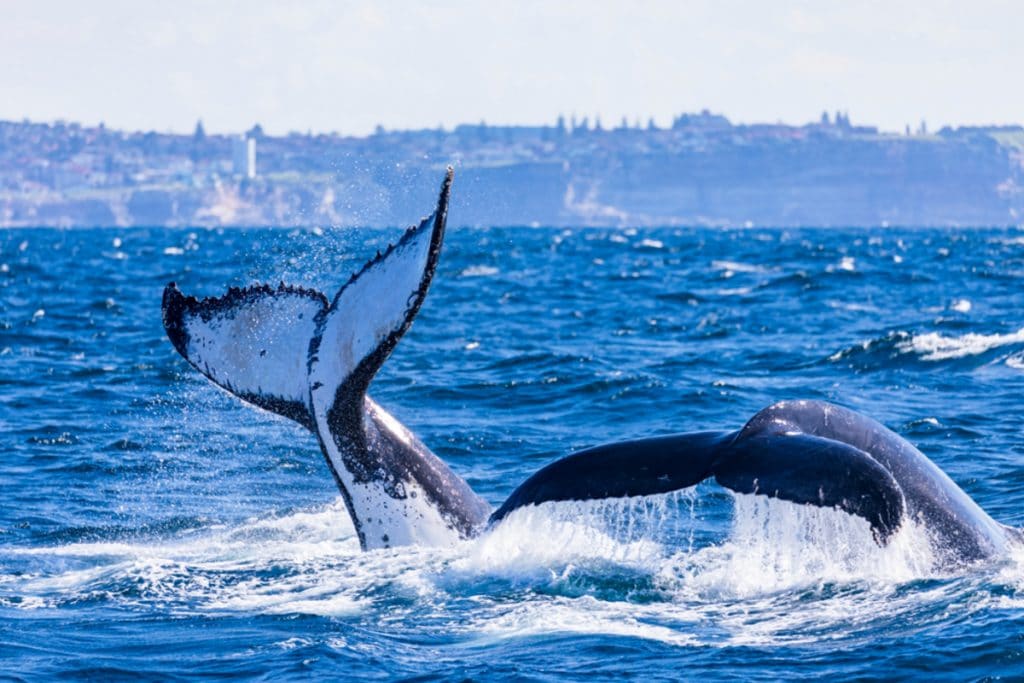 whale watching in sydney