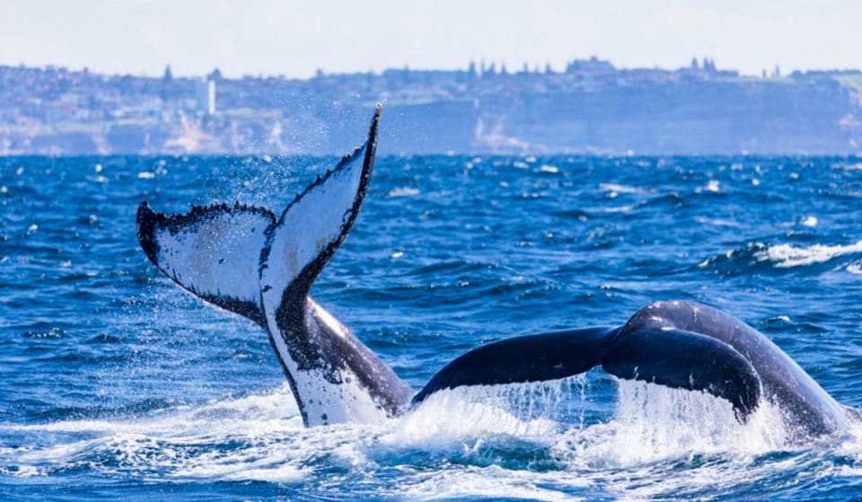 9 Excellent Spots For Whale Watching In Sydney This Winter