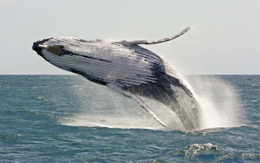humpback whale leaping out of the water