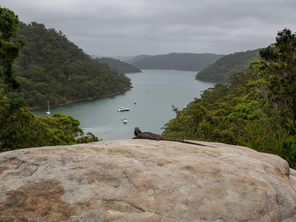 A cloudy day at the lookout over America Bay in NSW, with a lizard sitting on a rock in the foreground.