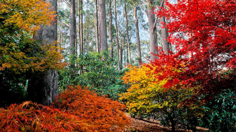 Autumn foliage in and around Sydney