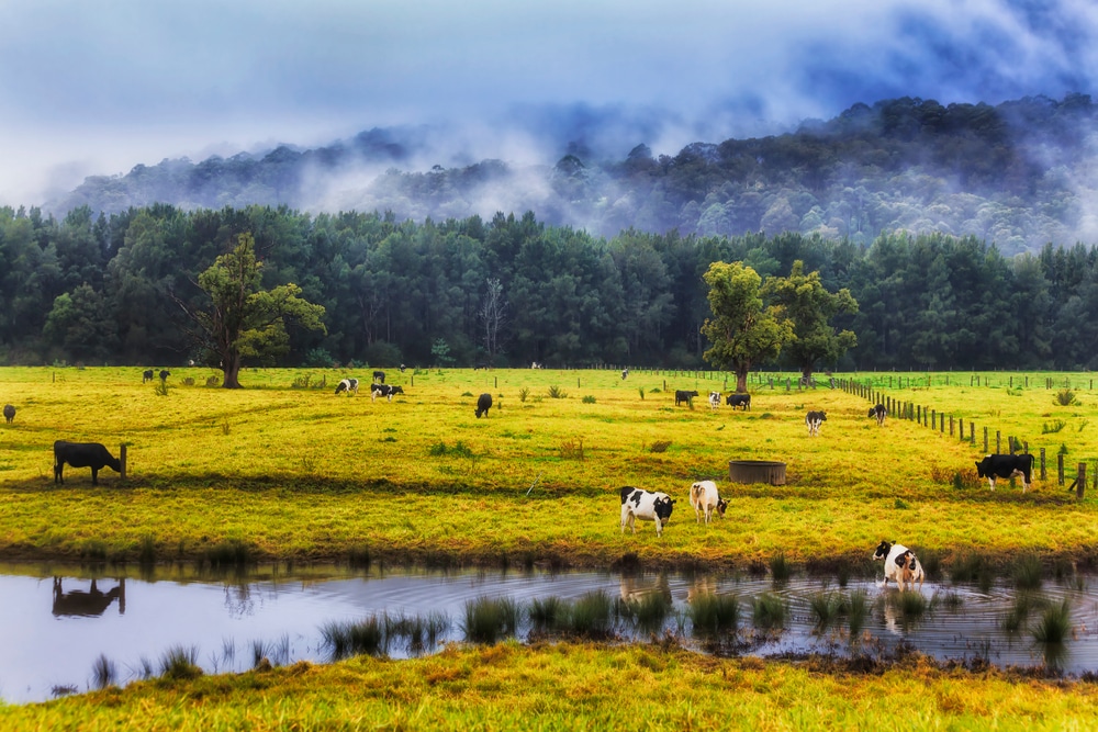 misty mountains in the background, cow paddock in the middle, cows eating and one cow crossing a river in the foreground