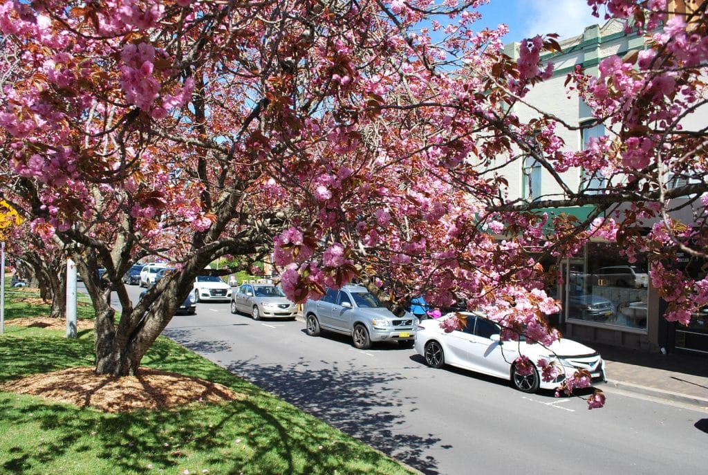main street leura lined with cherry blossoms