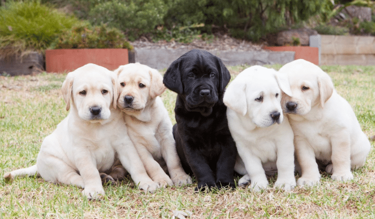 Looking To Adopt A Dog? Guide Dogs NSW Is In Need Of Puppy Raisers