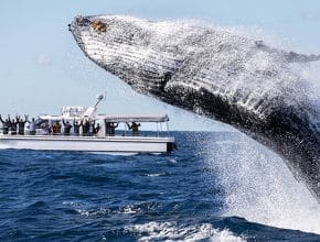 Hop Aboard With Sea Monkey Sailing To See Whales Migrate Out On The Open Water
