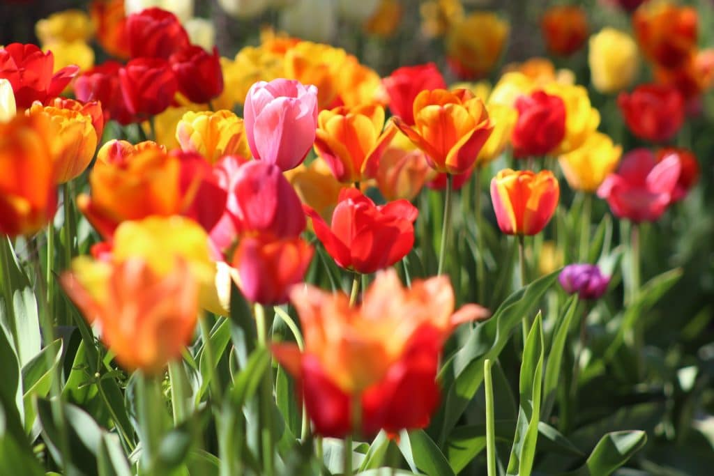 tulips of varying colours in bloom