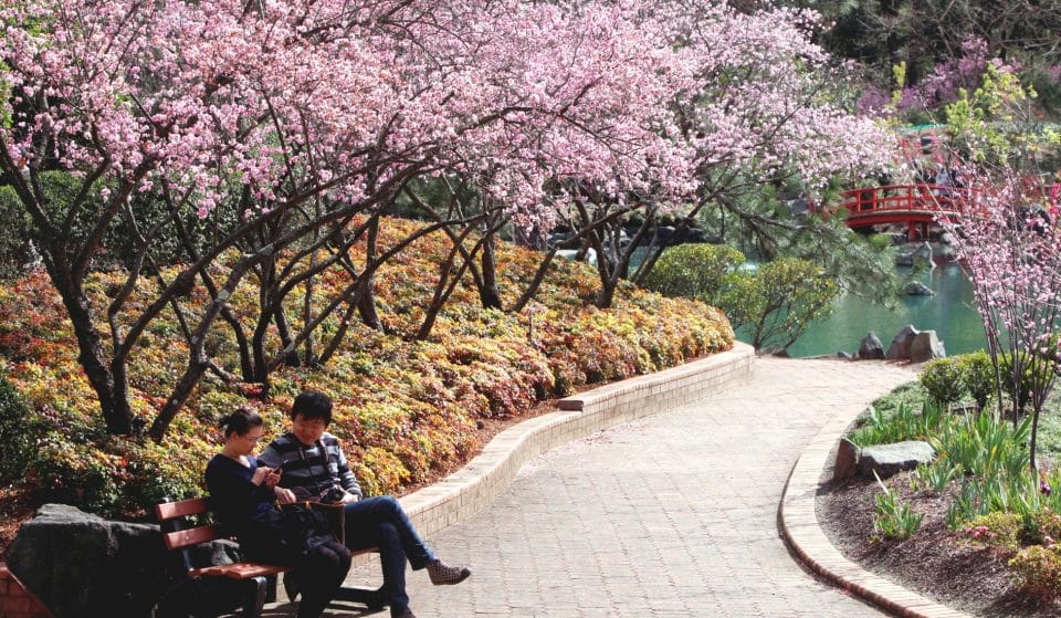 5 Dreamy Things To Do At Sydney’s Cherry Blossom Festival