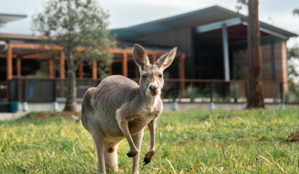 Wake Up To Kangaroos, Emus And Koalas At The Irwin Family’s Newly Opened ‘Crocodile Hunter Lodge’