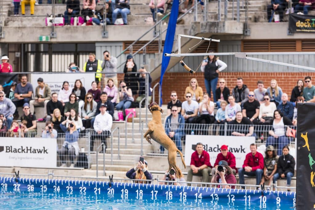 a dog launching into a pool