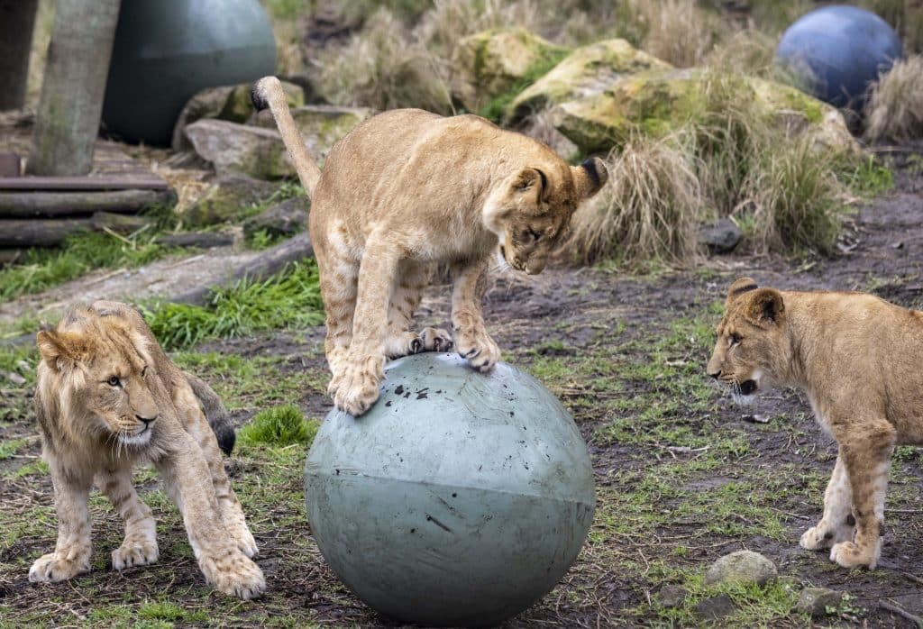 african lion cubs at taronga zoo
