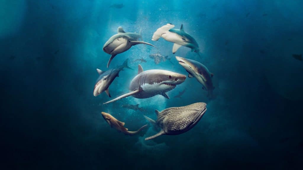 promo image for sharks exhibition at the australian museum
