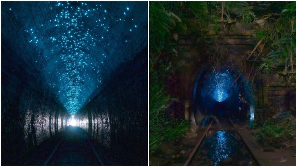 helensburgh glow worm tunnel