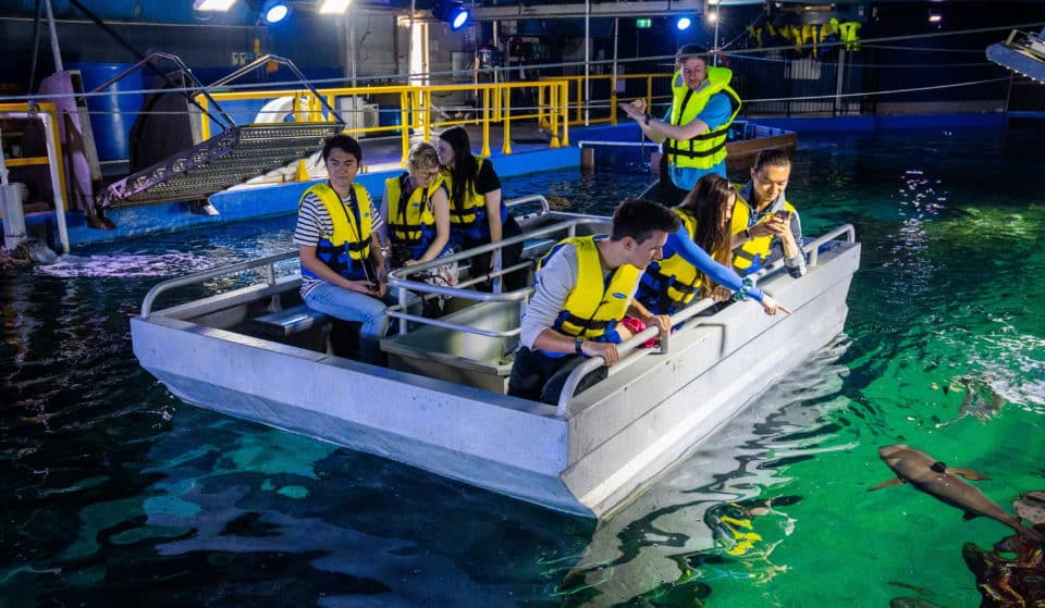 Chill Alongside Turtles With Sea Life Sydney Aquarium’s Glass Bottom Boat Tours