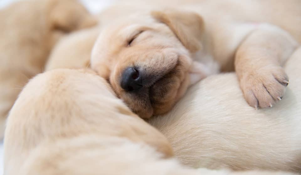 Have A Coffee And A Cuddle At This Adorable Guide Dogs Café Pop-Up