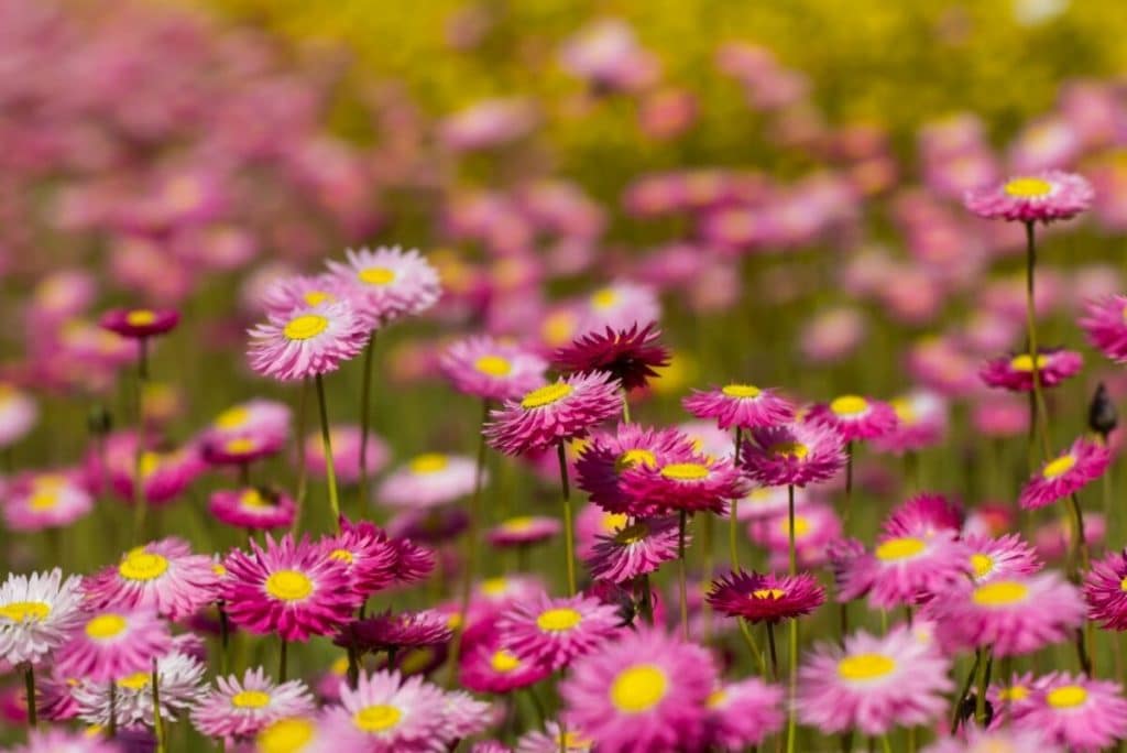 a sea of paper daisies at the blue mountains botanic gardens