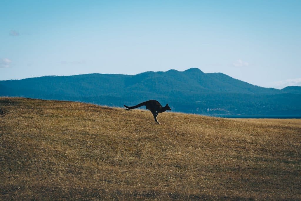 kangaroo bouncing along a plain