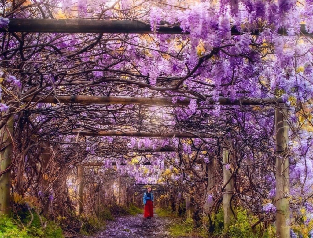 a wisteria tunnel in sydney's muston park