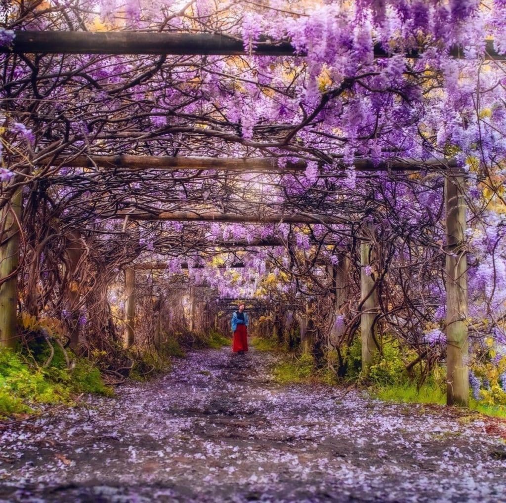 wisteria tunnel in muston park