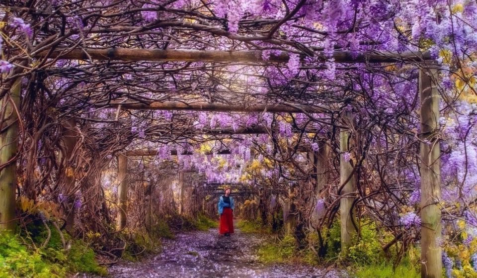 This Enchanting Wisteria-Laced Tunnel Should Be Your New Go-To Spring Spot
