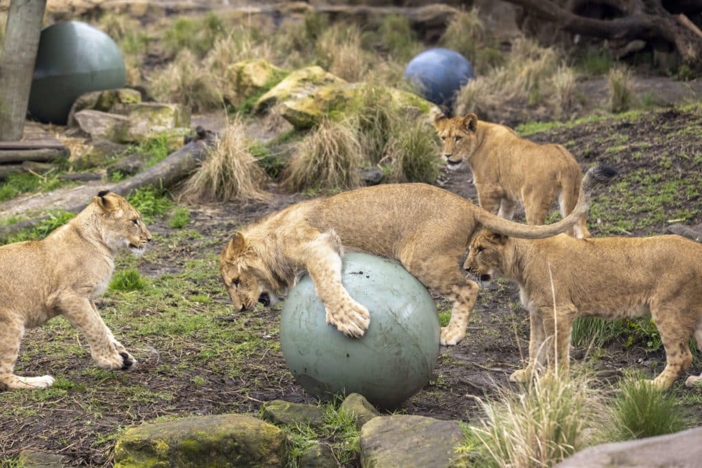 african lion cubs playing with a ballat taronga zoo
