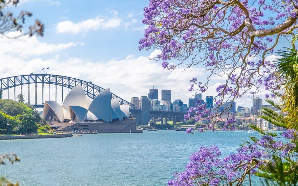 Jacaranda trees sit in front of a view of the Sydney Harbour.
