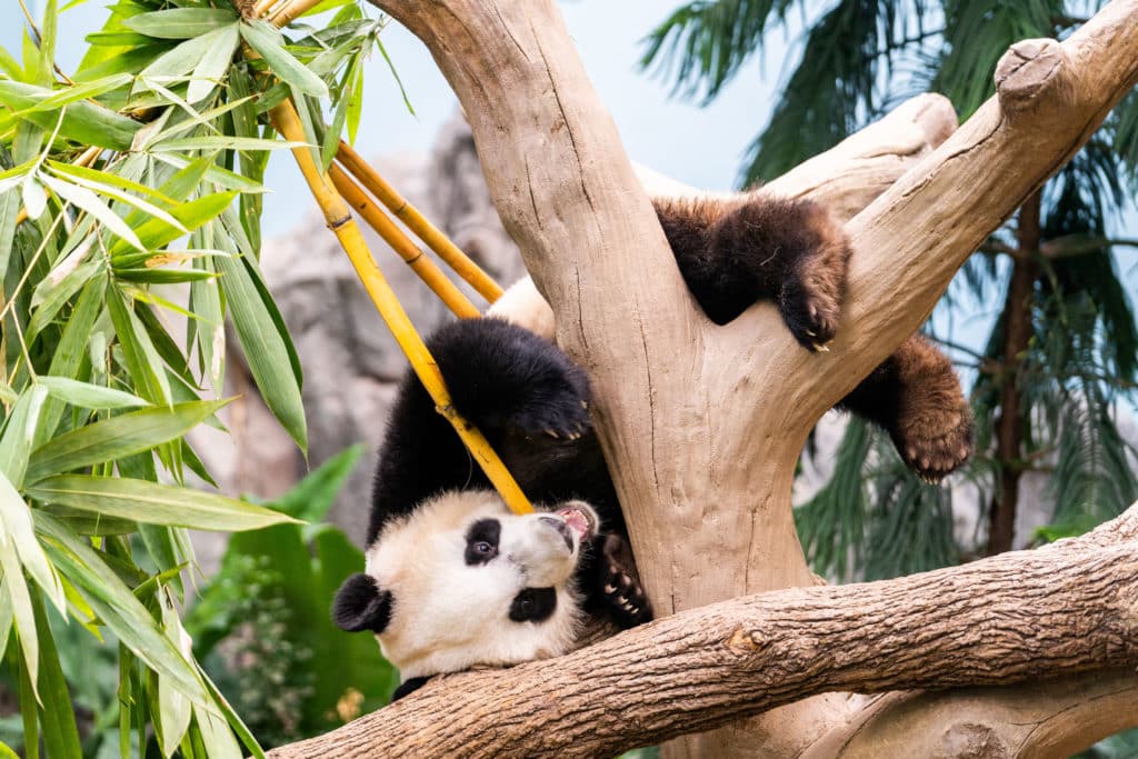 upside down panda in a tree eating bamboo at Singapore zoo
