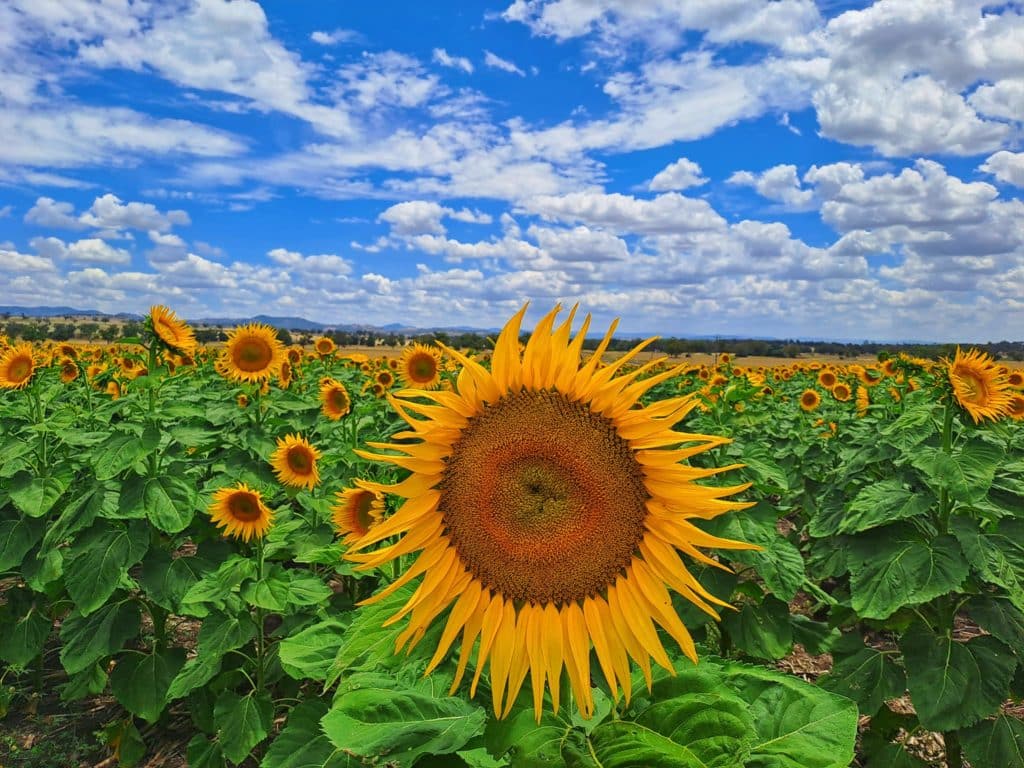 sunflower field in liverpool plains
