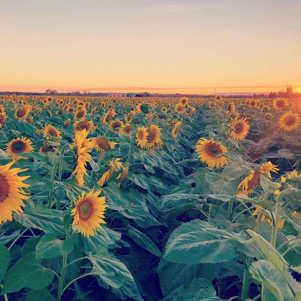 sunflowers in richmond valley