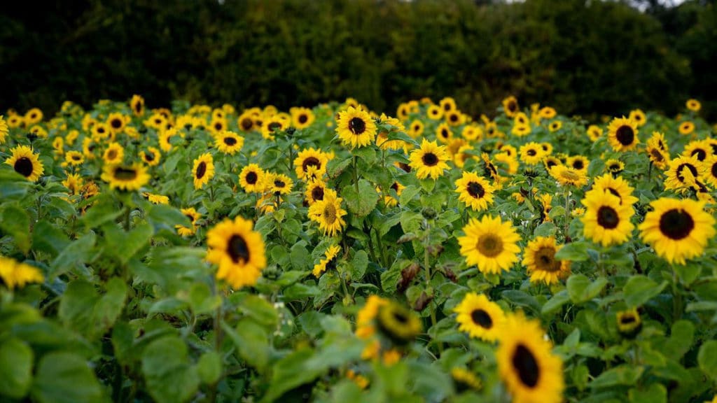 a field of sunflowers 