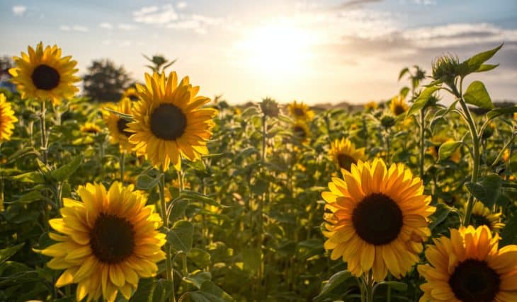 5 Lovely Sunflower Fields To Discover In NSW