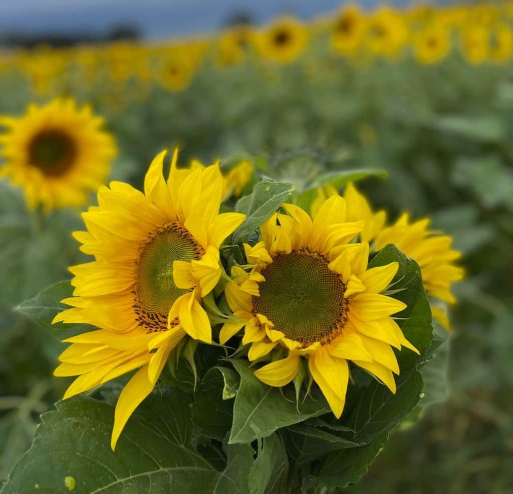 Sunflower Fields In NSW 5 Of The Best To Visit Secret Sydney