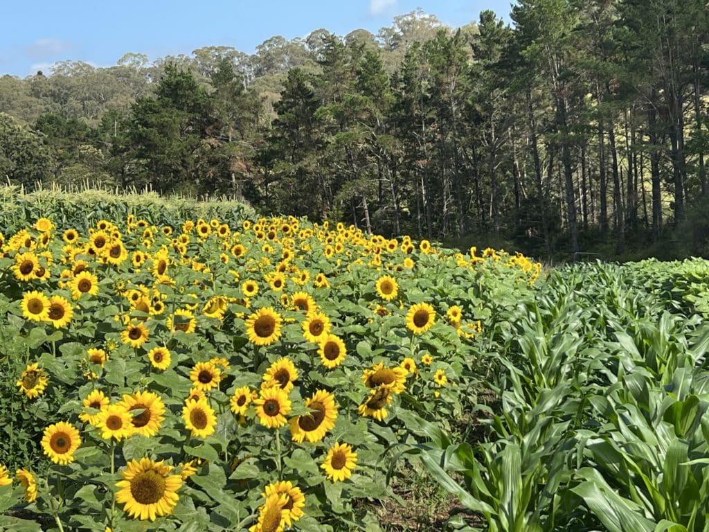 sunflower fields at Glenbernie Family Farms