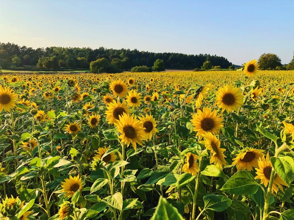 You Can Pick Your Own Sunflowers At This Gorgeous Flower Farm Near Sydney