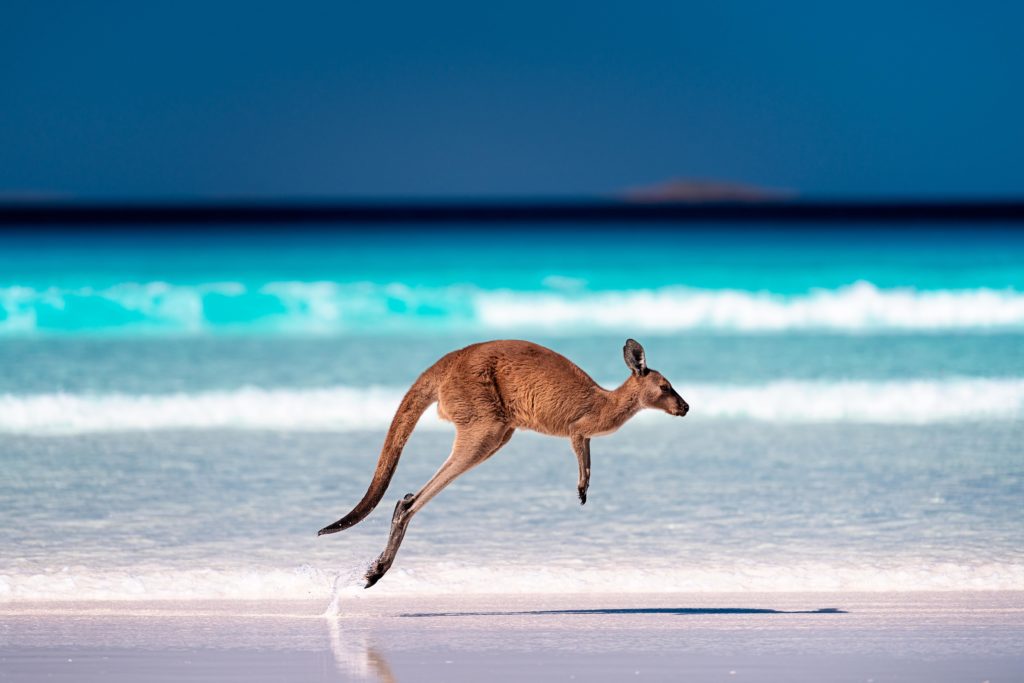 Kangaroo hopping on a beach in Australia