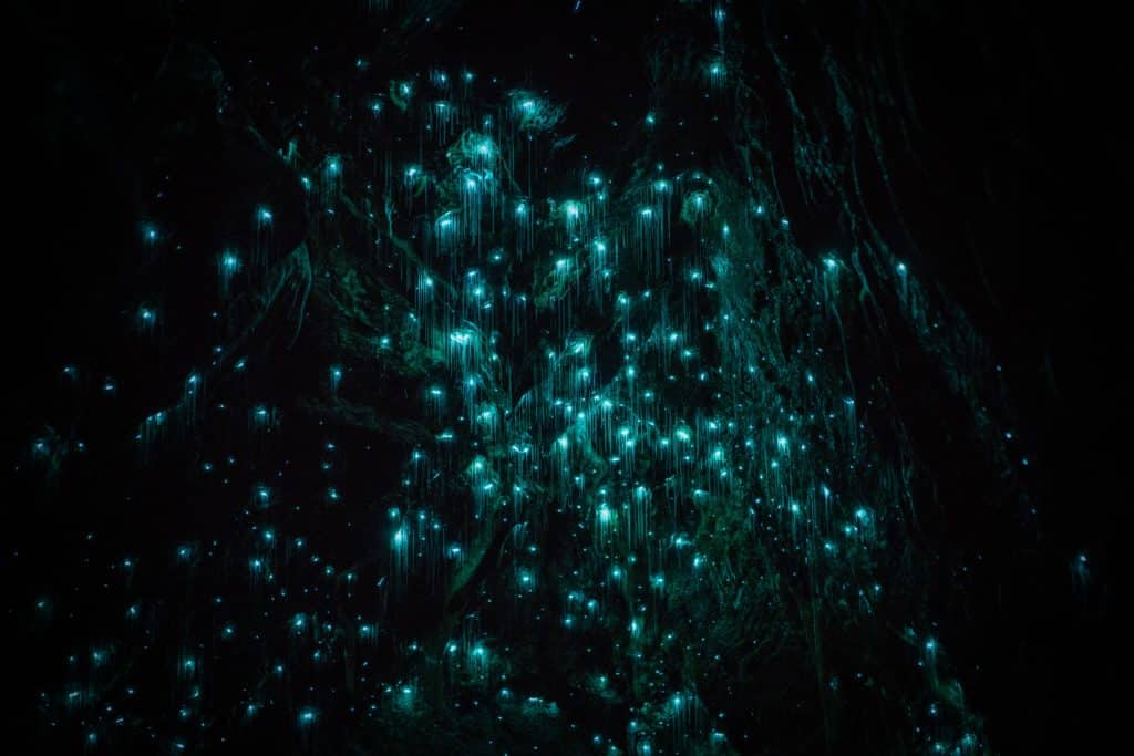 a cave filled with glow worms