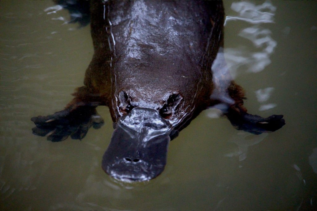 a platypus in water