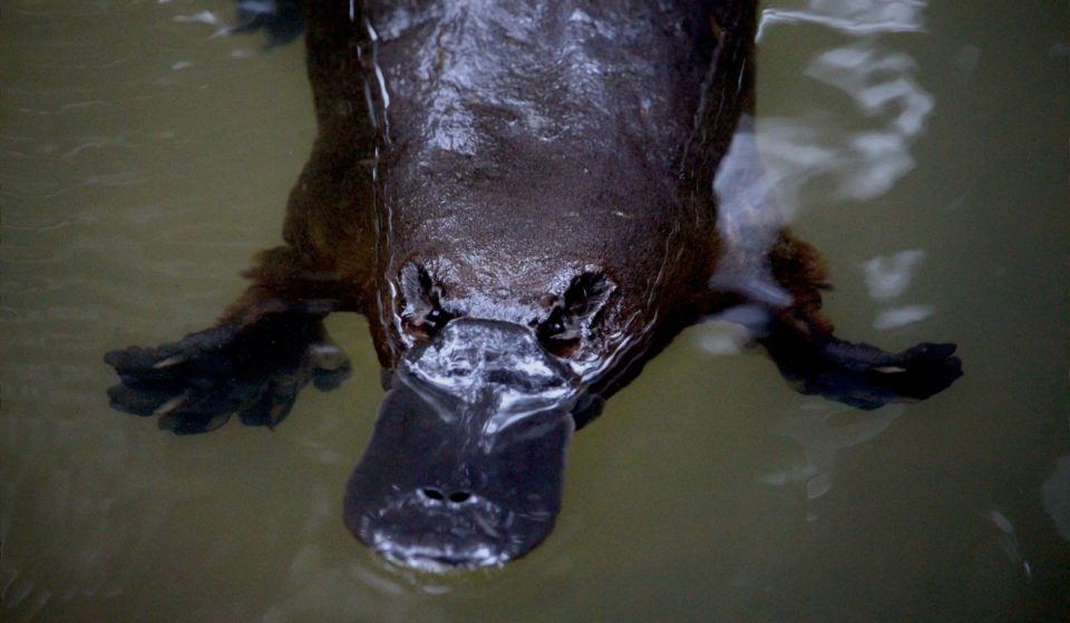 Platypus Have Been Released In Sydney’s Royal National Park After 50 Years