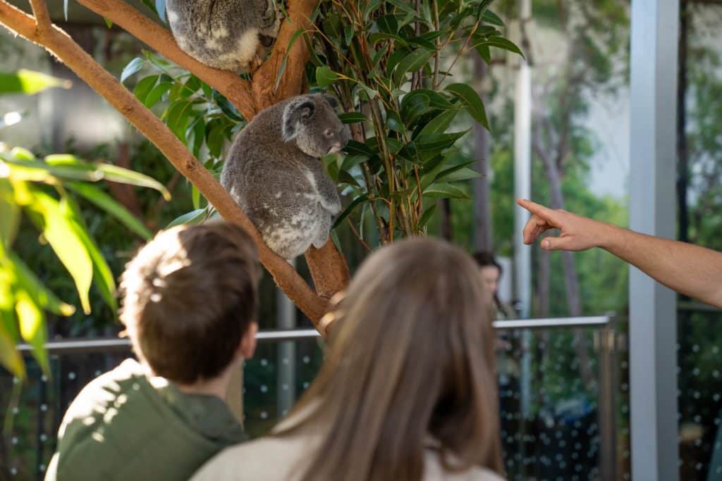 Breakfast With The Koalas Is Returning To Wild Life Sydney Zoo This August