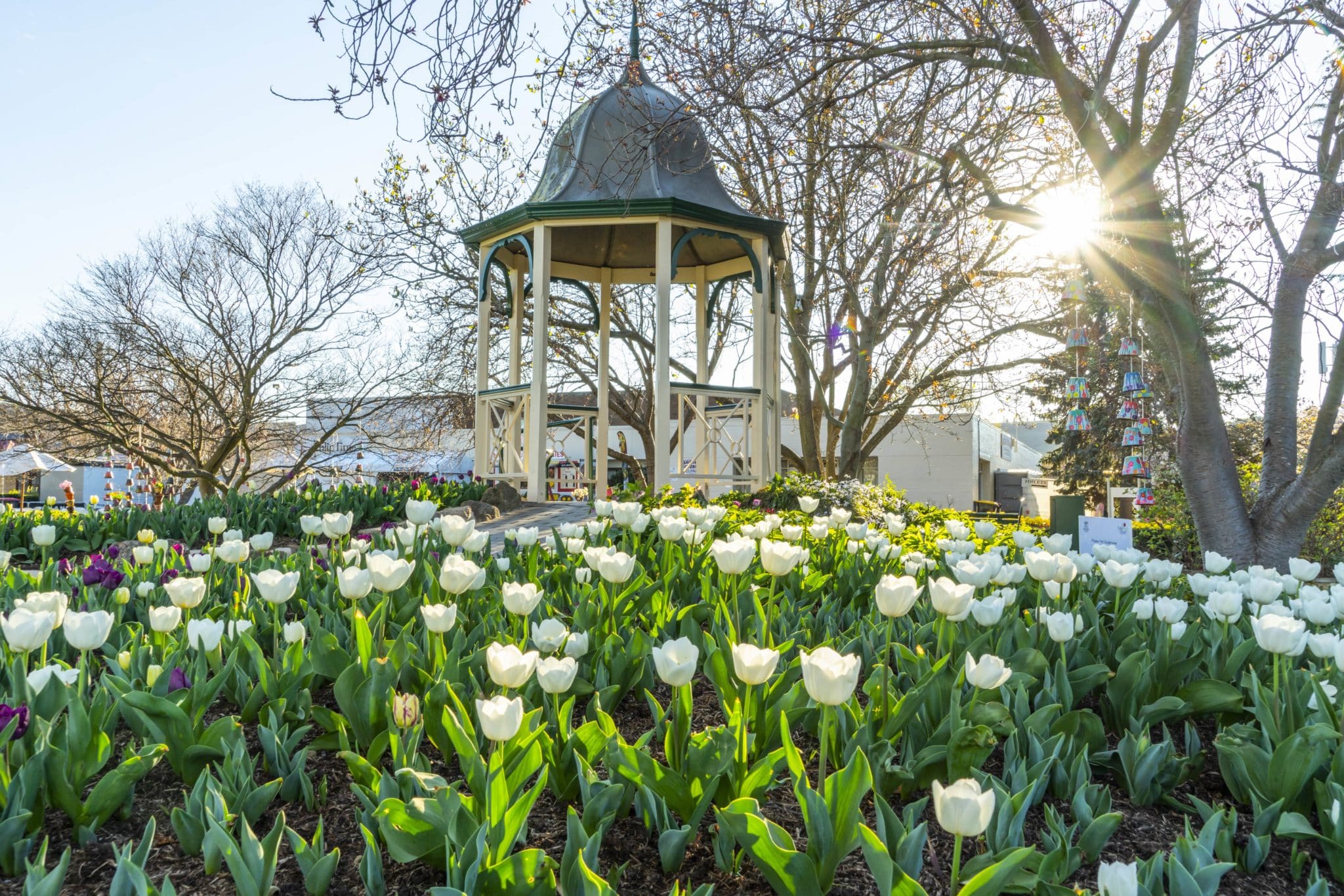 See Over 80,000 Tulips Bloom At A Giant Flower Festival Less Than Two 