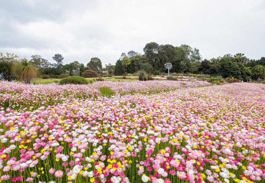Walk Through A Sea Of Picture-Perfect Paper Daisies Less Than An Hour From Sydney