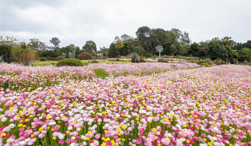 Walk Through A Sea Of Picture-Perfect Paper Daisies Less Than An Hour From Sydney