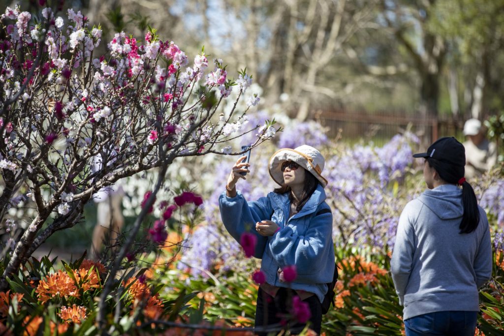 Dreamy Floral Displays Will Transform Parramatta’s Wistaria Gardens This Spring