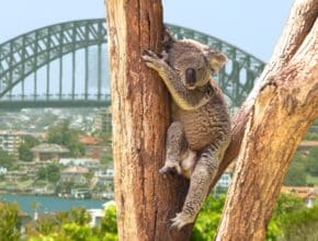Australia Has Ranked Among The Top 5 Best Countries In The World 