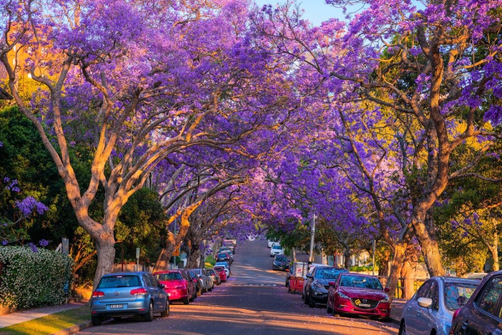 Sydney’s Most Instagrammable Street Is Blooming With Jacaranda Trees
