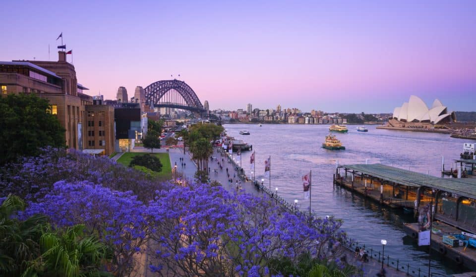 10 Gorgeous Places To See Jacaranda Blooms In Sydney