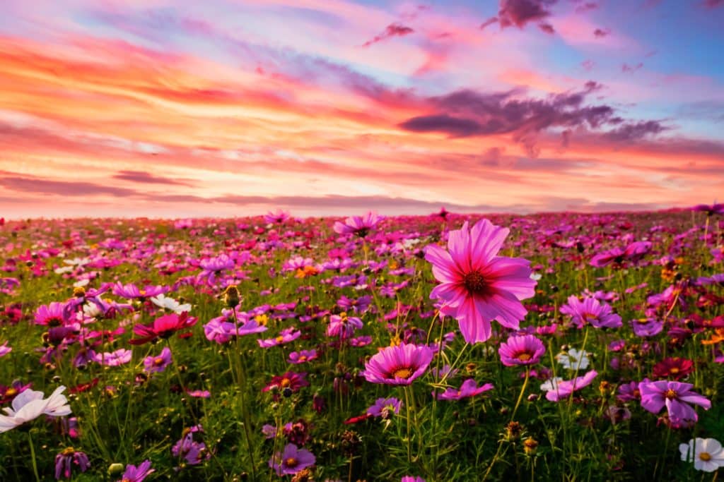 a field of flowers with a sunset in the background