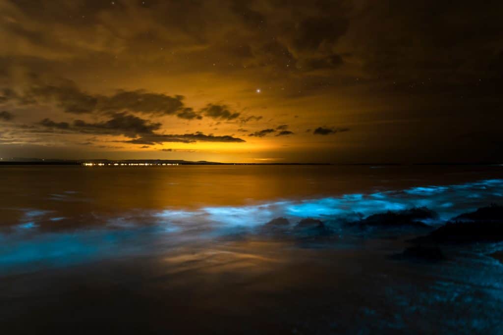 Brilliant Blue Bioluminescence Has Been Spotted On Sydney Harbour