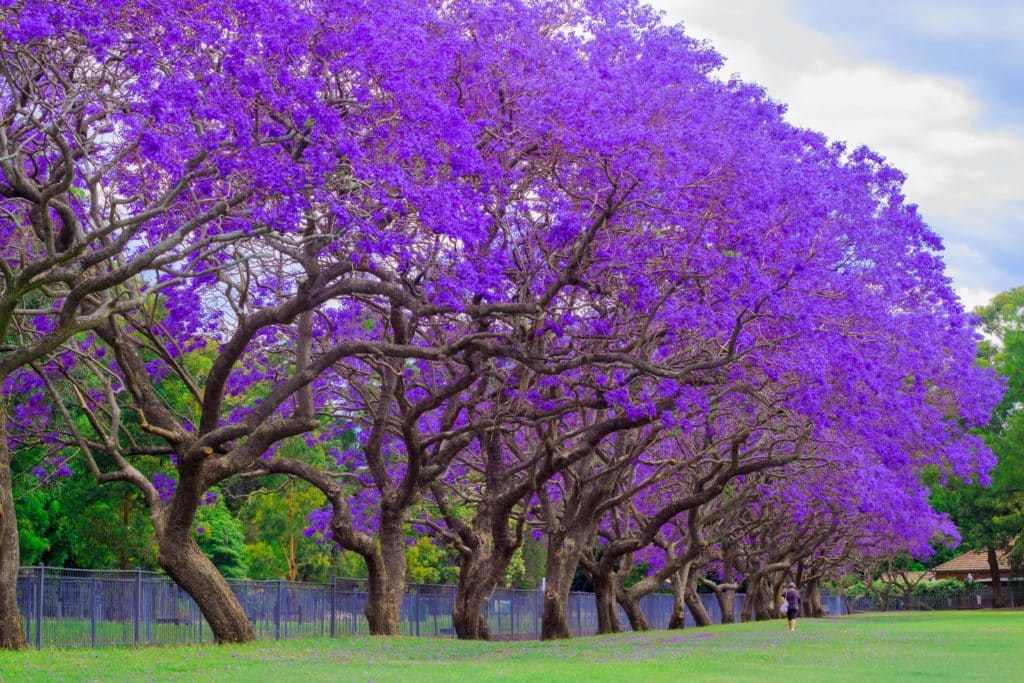 3 Picture-Perfect Hidden Spots To See Jacaranda In Sydney